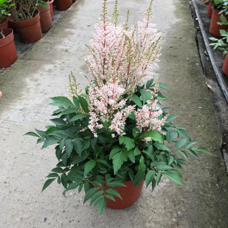 落新妇盆栽带花阳台花园多年生宿根耐阴花卉络新妇