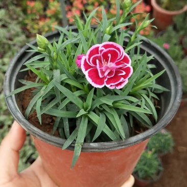 康乃馨盆栽带花苞石竹花绿色四季开花室内阳台客厅绿植花卉