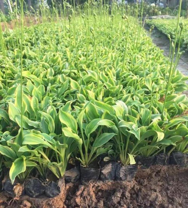 玉簪花苗庭院绿化苗盆栽花卉绿植花叶玉簪青叶金边植物