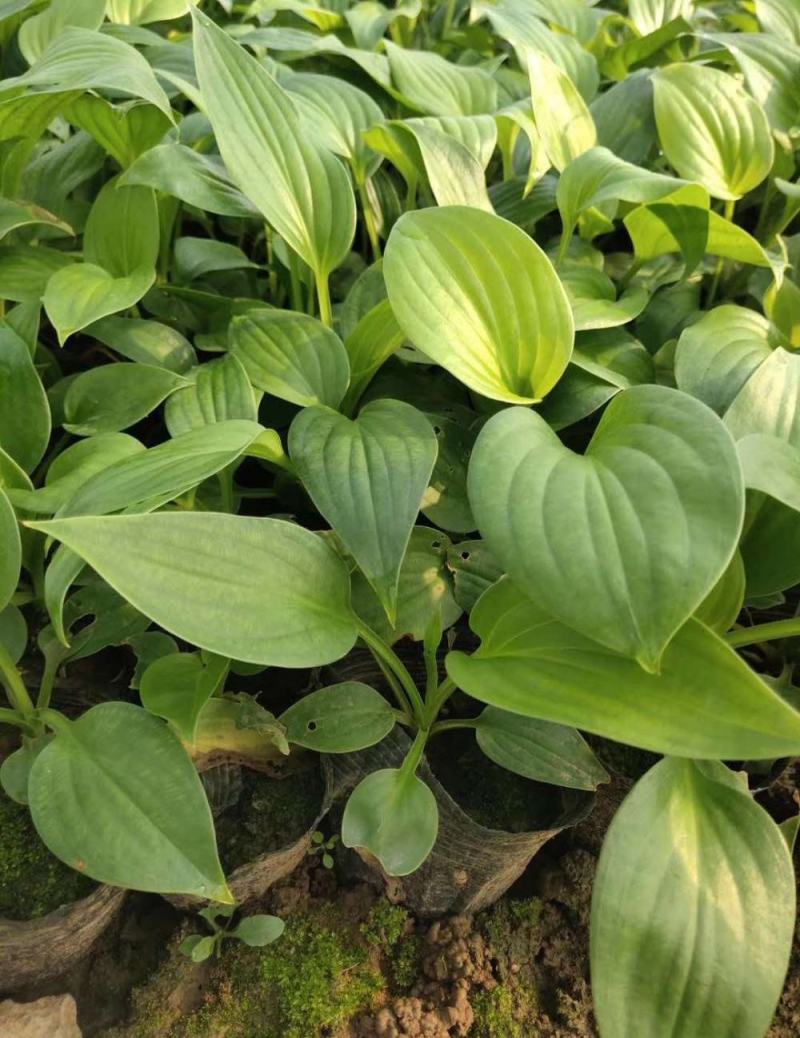玉簪花苗庭院绿化苗盆栽花卉绿植花叶玉簪青叶金边植物