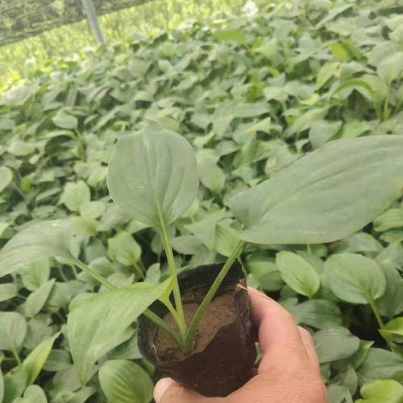 玉簪花苗庭院绿化苗盆栽花卉绿植花叶玉簪青叶金边植物