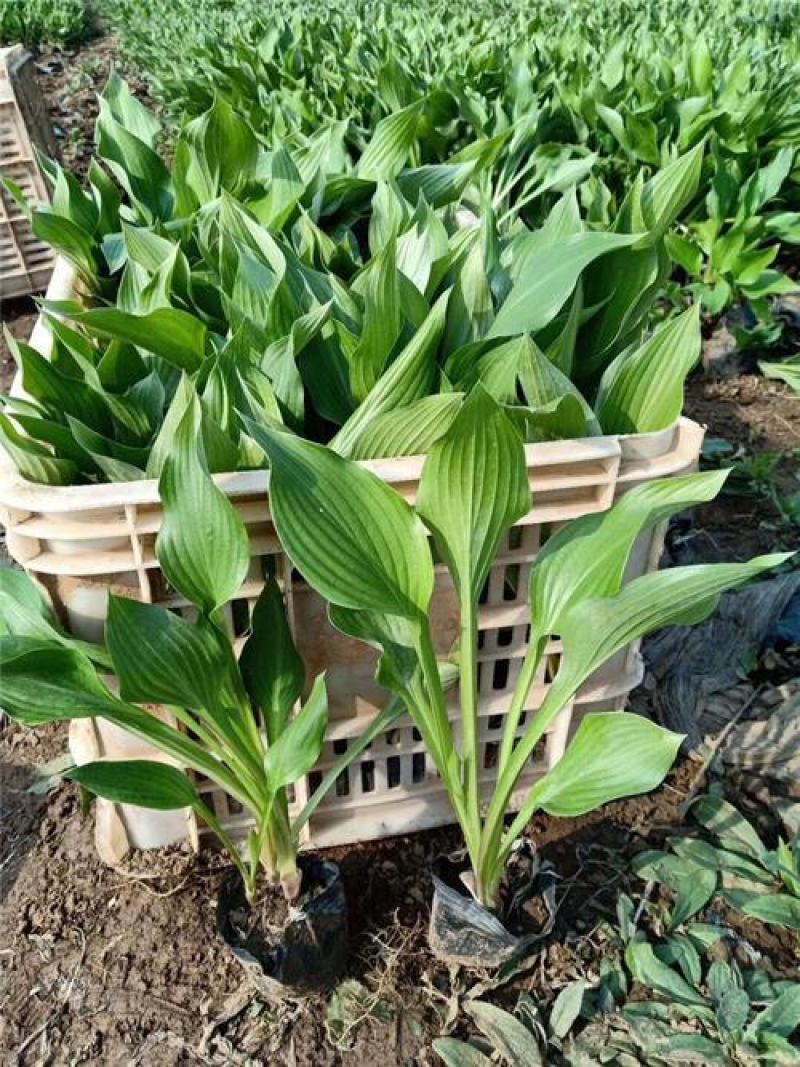 玉簪花苗庭院绿化苗盆栽花卉绿植花叶玉簪青叶金边植物