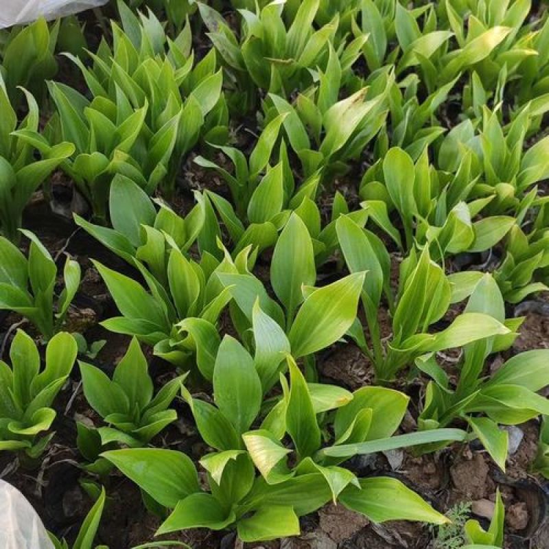 玉簪花苗庭院绿化苗盆栽花卉绿植花叶玉簪青叶金边植物