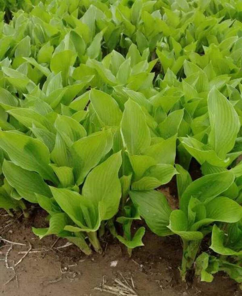 玉簪花苗庭院绿化苗盆栽花卉绿植花叶玉簪青叶金边植物