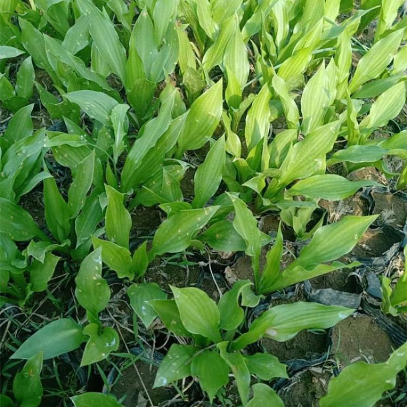 玉簪花苗庭院绿化苗盆栽花卉绿植花叶玉簪青叶金边植物
