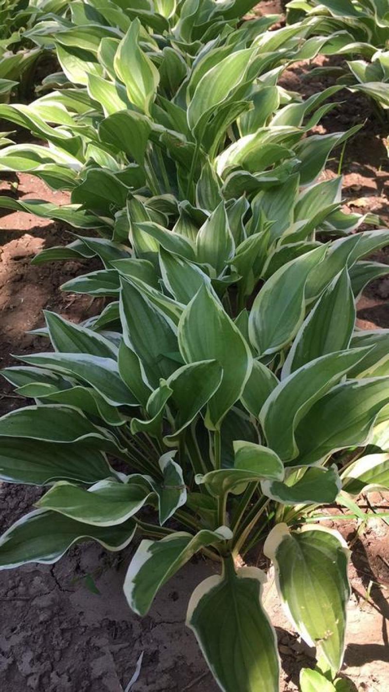 玉簪花苗庭院绿化苗盆栽花卉绿植花叶玉簪青叶金边植物