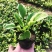 玉簪花苗庭院绿化苗盆栽花卉绿植花叶玉簪青叶金边植物