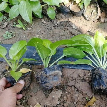 玉簪花苗庭院绿化苗盆栽花卉绿植花叶玉簪青叶金边植物