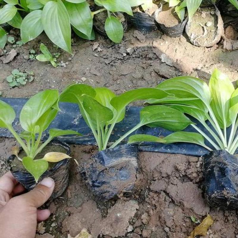 玉簪花苗庭院绿化苗盆栽花卉绿植花叶玉簪青叶金边植物