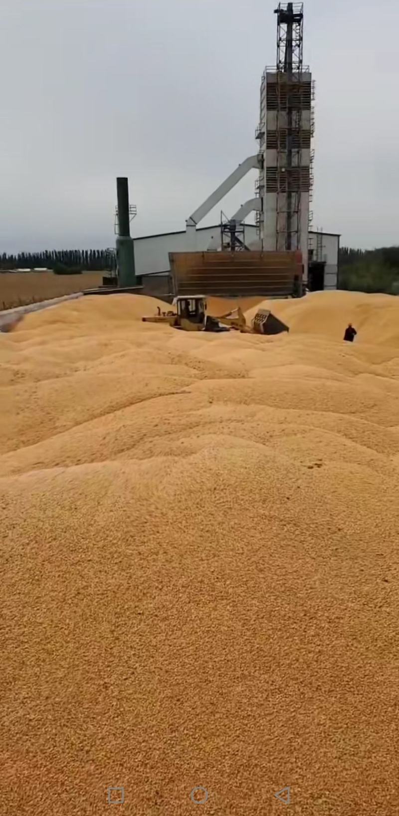 新疆伊犁玉米