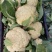 精品有机花菜，散花花菜大量供应。量大从优欢迎你的到来