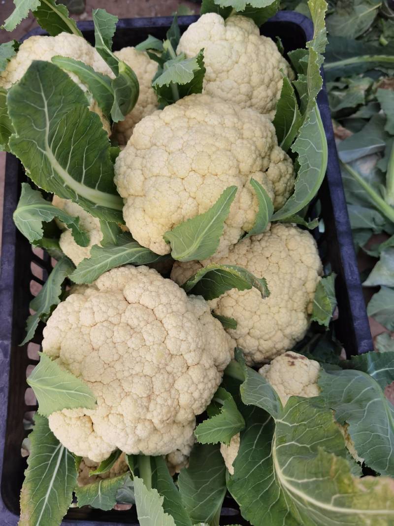 精品有机花菜，散花花菜大量供应。量大从优欢迎你的到来