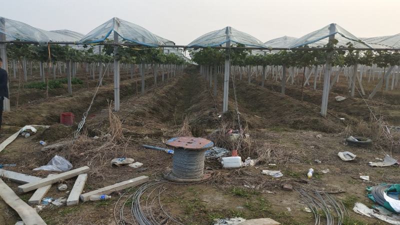牛粪，已经完全发酵干牛粪，量大价优产地直供欢迎采购