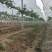 牛粪，已经完全发酵干牛粪，量大价优产地直供欢迎采购