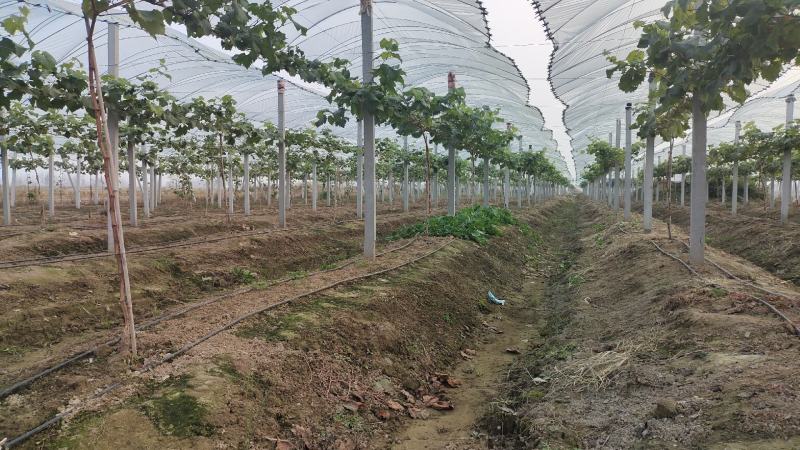 牛粪，已经完全发酵干牛粪，量大价优产地直供欢迎采购