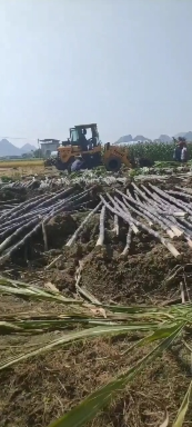 广西柳州优质黑皮甘蔗地头直销，一手货源，实力代办