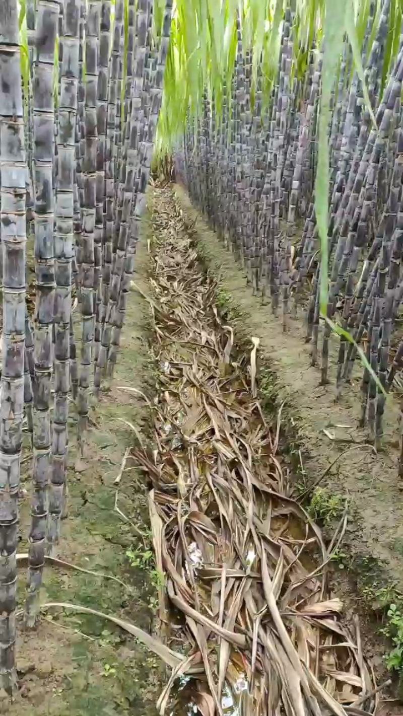 广西柳州优质黑皮甘蔗地头直销，一手货源，实力代办