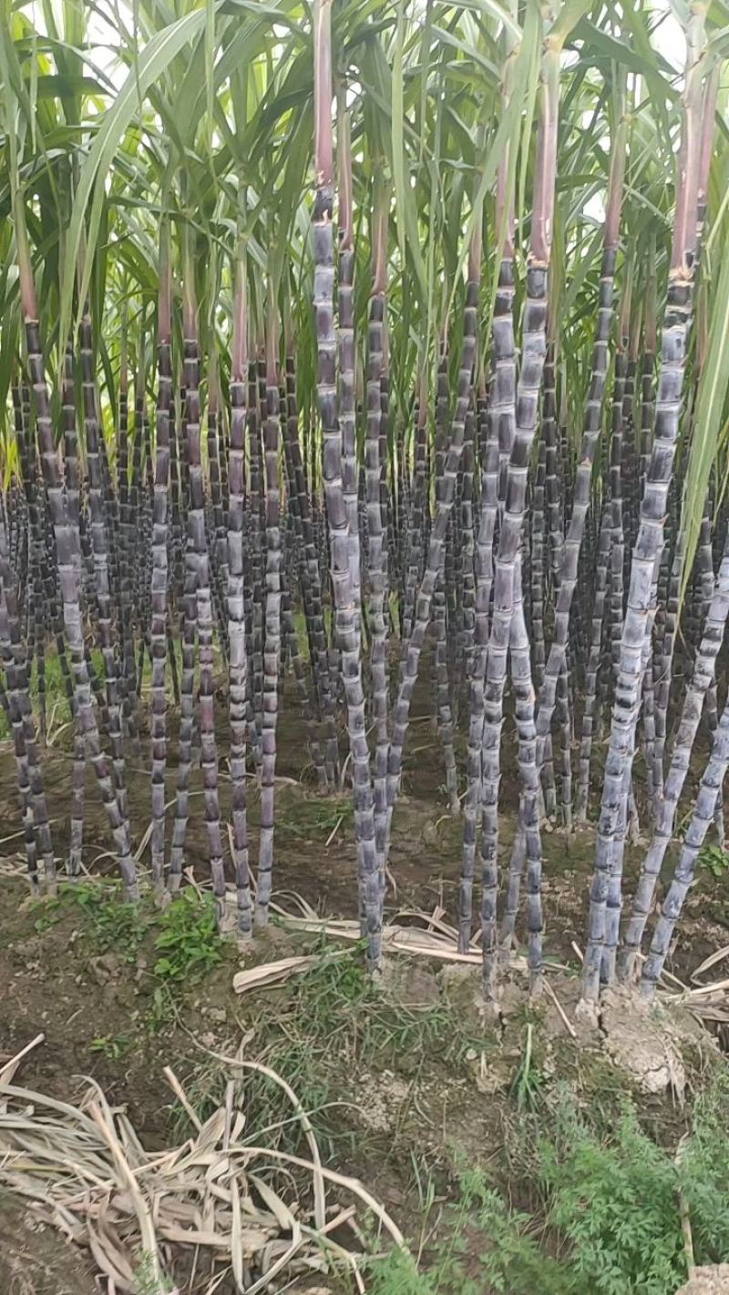 广西柳州优质黑皮甘蔗地头直销，一手货源，实力代办