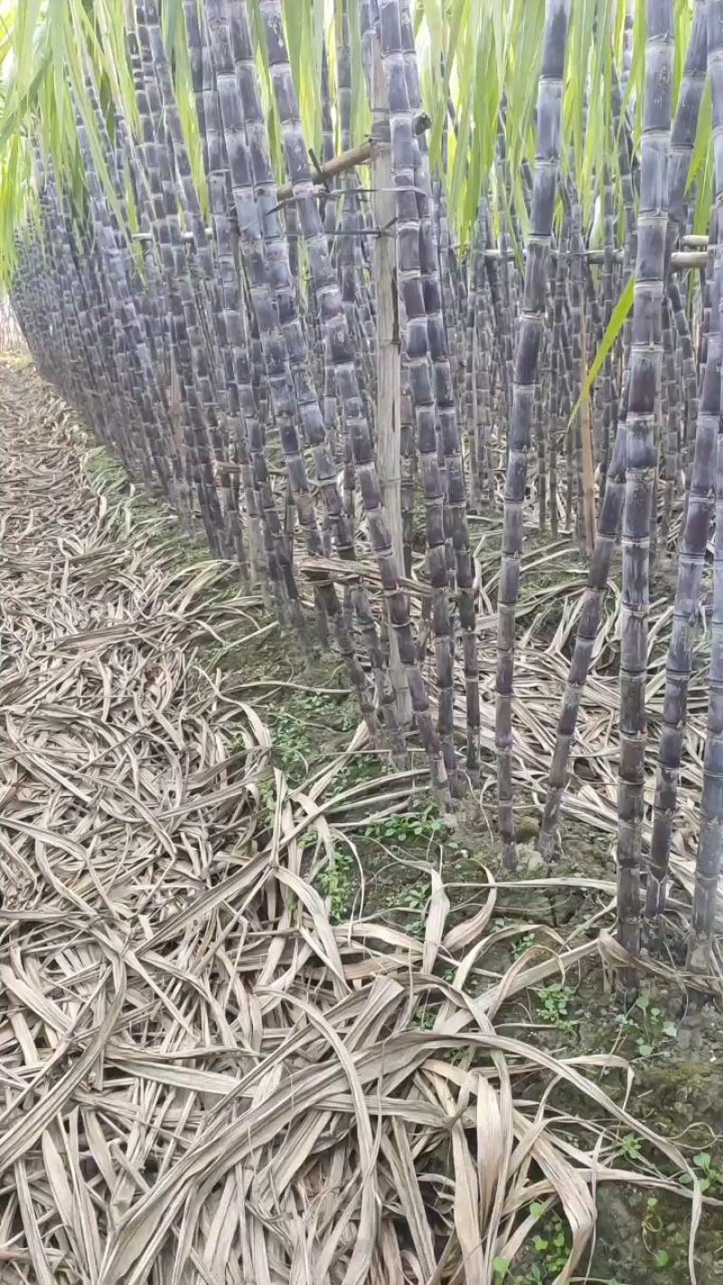 广西柳州优质黑皮甘蔗地头直销，一手货源，实力代办