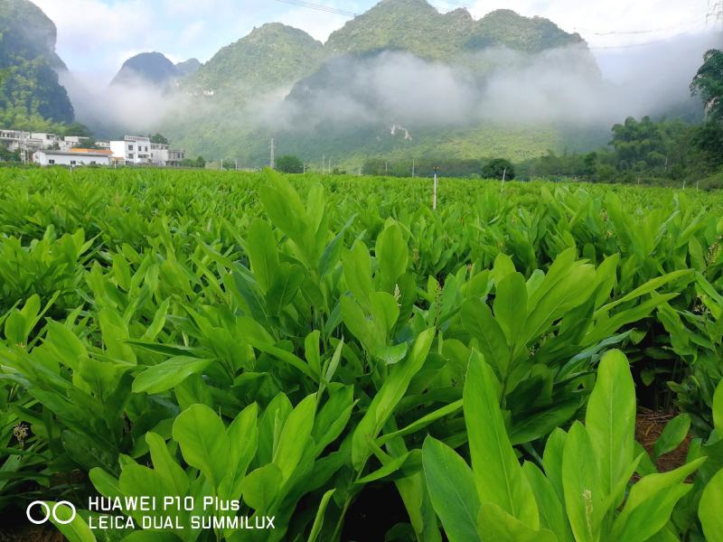 供应大量优质新鲜南姜南姜新鲜精选野生山姜诚信经营量大从优