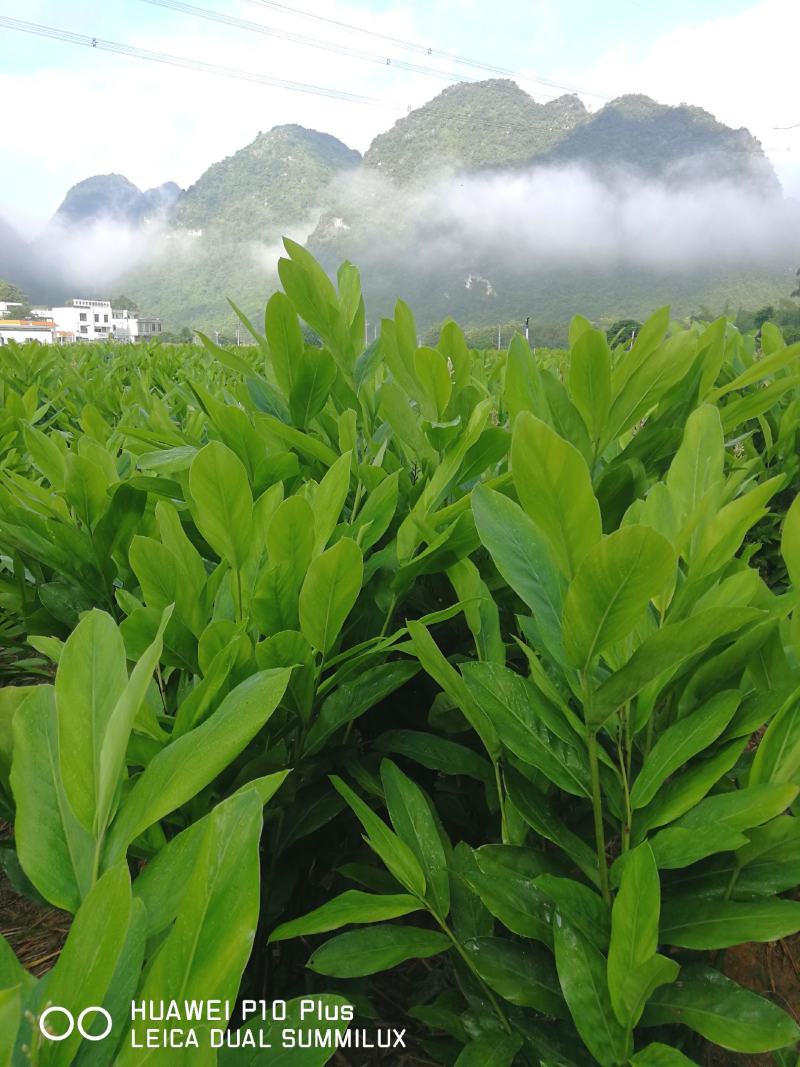 供应大量优质新鲜南姜南姜新鲜精选野生山姜诚信经营量大从优