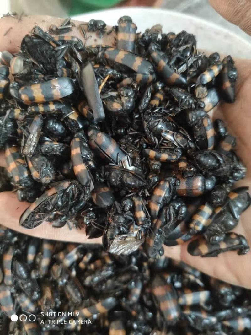红虫红女良虫好货降价了，欢迎采购