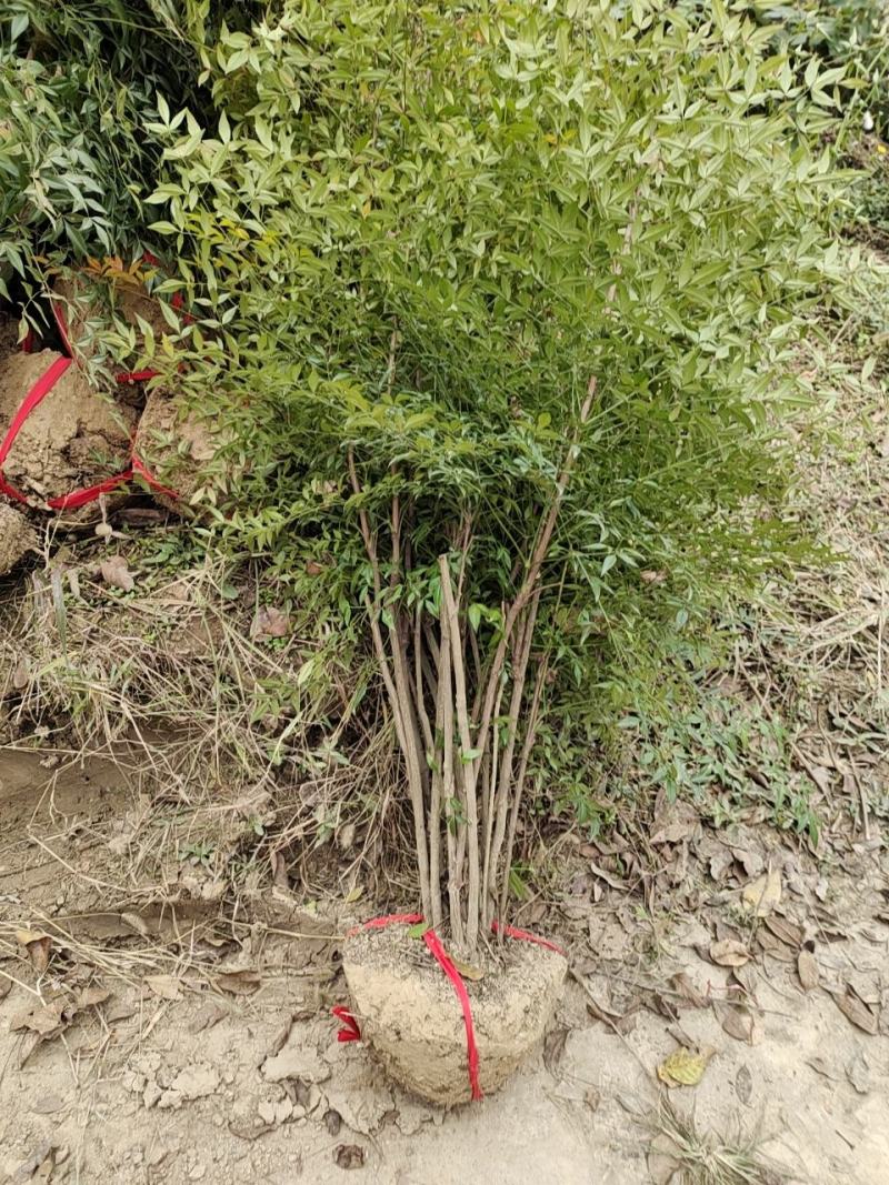 南天竹，常年大量直销(高度20CM一70CM)
