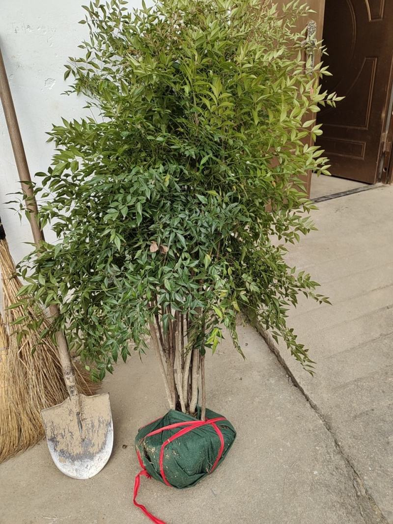 南天竹，常年大量直销(高度20CM一70CM)