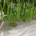 苏润93号线椒种子青红两用品种口感香大田用种种子
