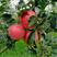 早熟新品种鲁丽苹果苗果园南北种植嫁接正宗鲁丽苹果树苗地栽