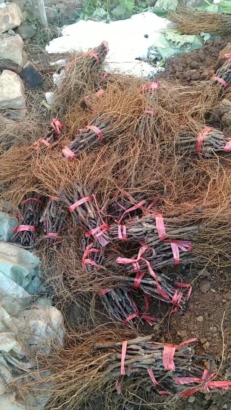 红提葡萄苗，红色大粒晚熟提子高产，纯甜，耐储运，基地直发