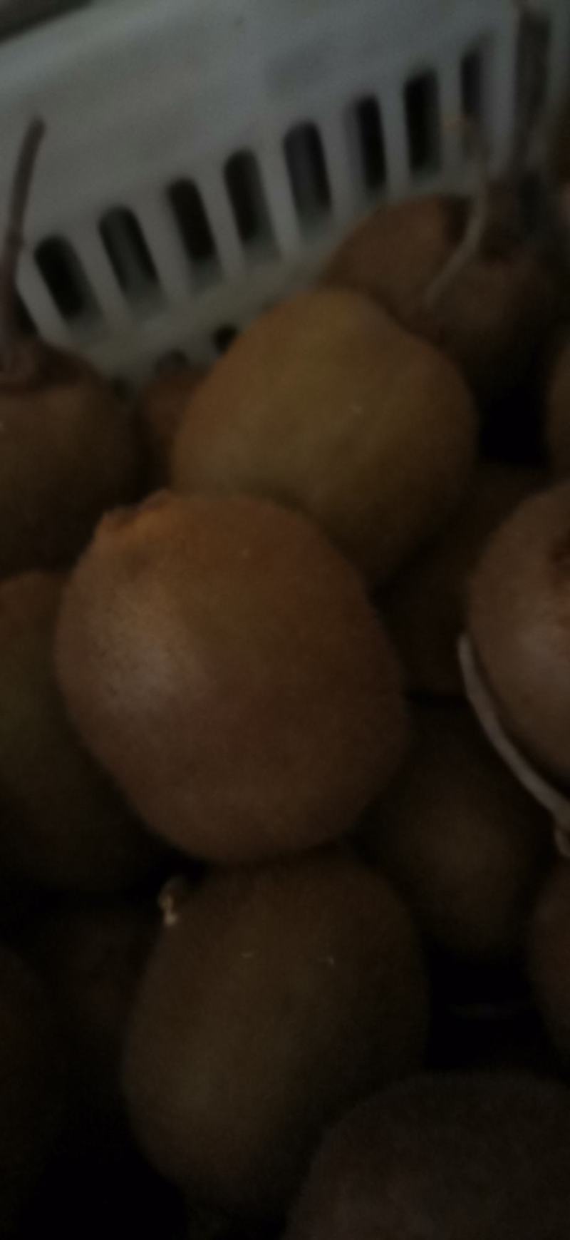 太白山优生区优质徐香弥猴桃