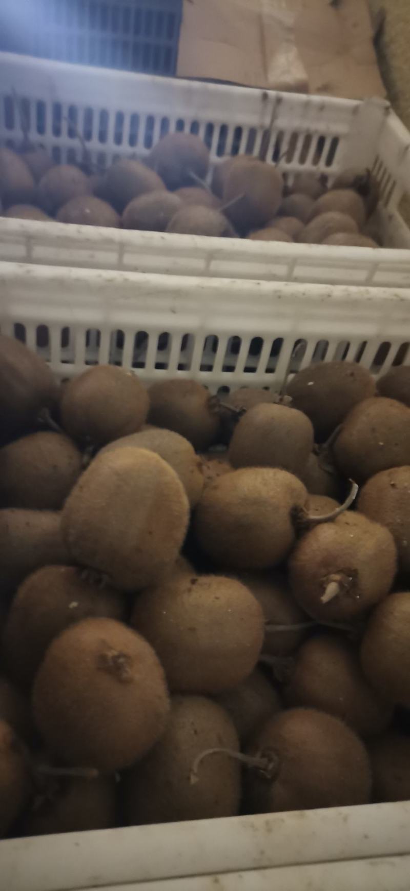 太白山优生区优质徐香弥猴桃