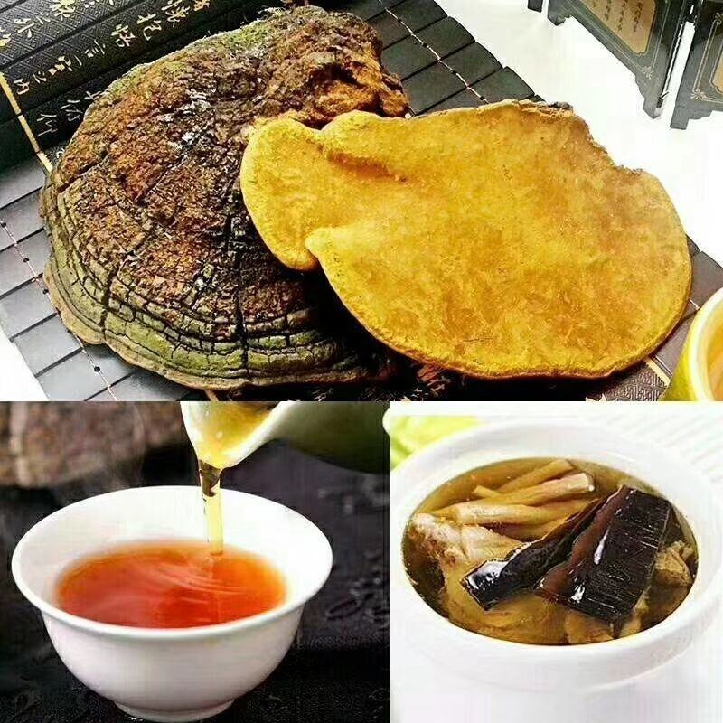 野生桑黄假一赔十