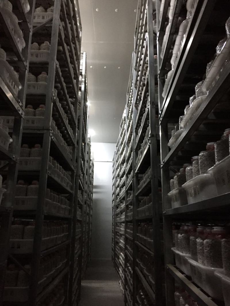 黑皮鸡枞菌包技术指导协助销售
