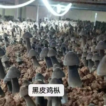 黑皮鸡枞菌包技术指导协助销售