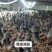 黑皮鸡枞菌包技术指导协助销售