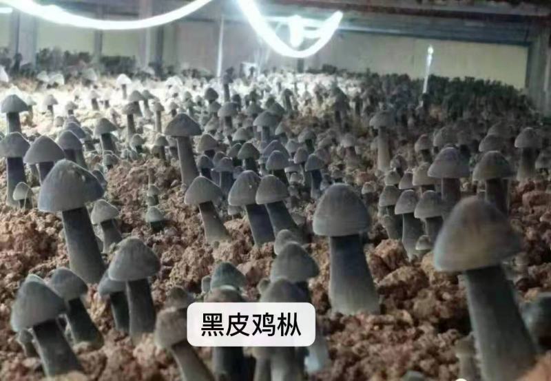 黑皮鸡枞菌包技术指导协助销售