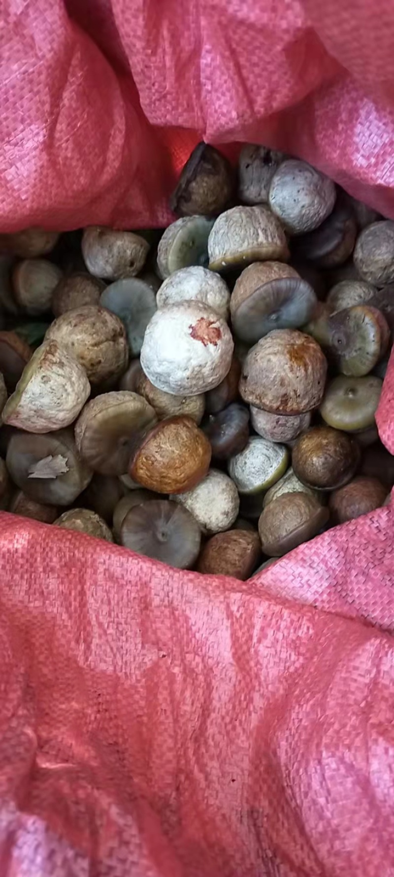 广东罗定深山风流果，现在只做干货了，鲜货基本没有了