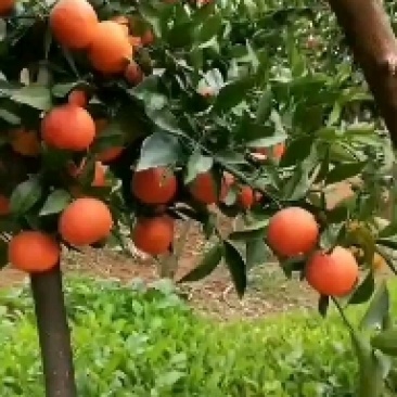 杂柑柑桔口感甜，果皮薄。果园一手货源。欢迎选购
