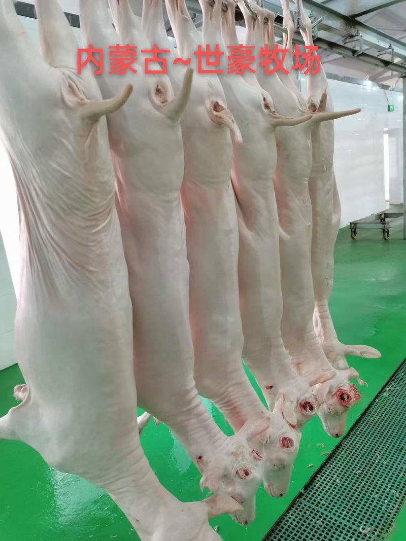 内蒙古【带皮山羊】鲜肉，牧场直供，每天现宰，可以常年供货