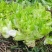 四川儿菜大量上市，千亩种植基地，一手货源工厂货都