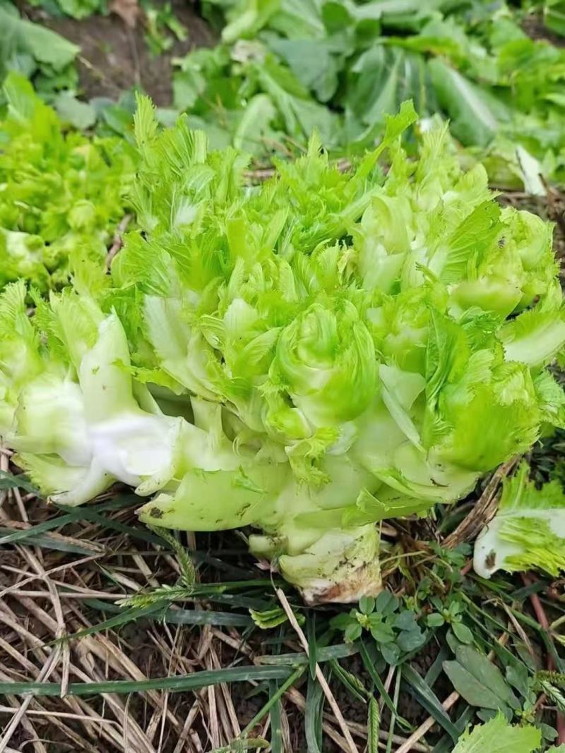 四川儿菜大量上市，千亩种植基地，一手货源工厂货都