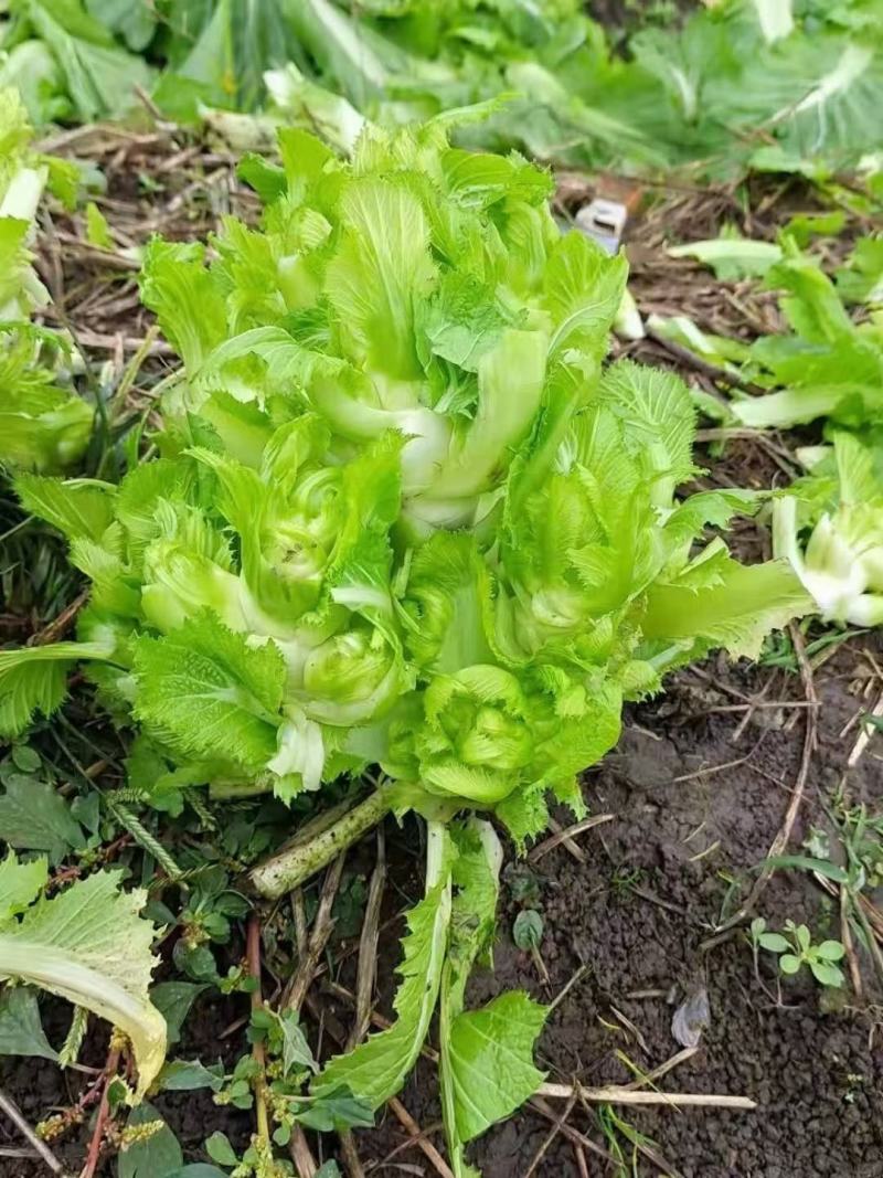 四川儿菜大量上市，千亩种植基地，一手货源工厂货都