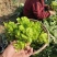四川儿菜大量上市，千亩种植基地，一手货源工厂货都