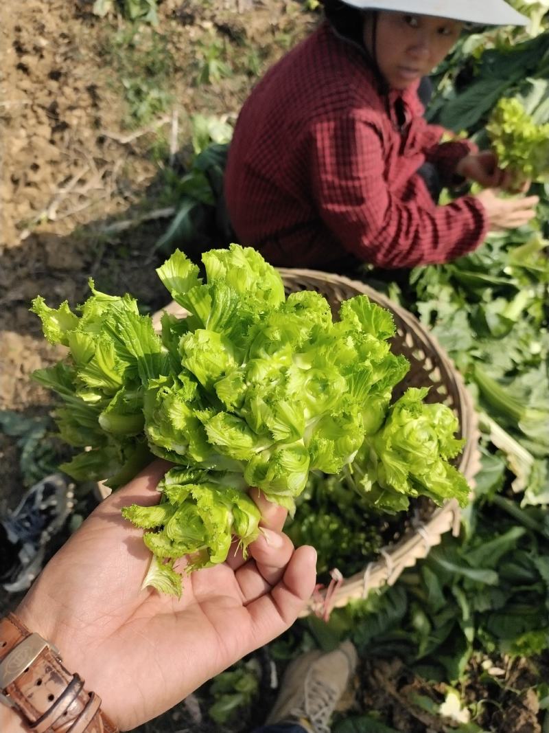 四川儿菜大量上市，千亩种植基地，一手货源工厂货都