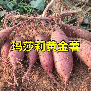 玛莎莉红薯、日系品种玛莎莉黄金薯软糯香甜