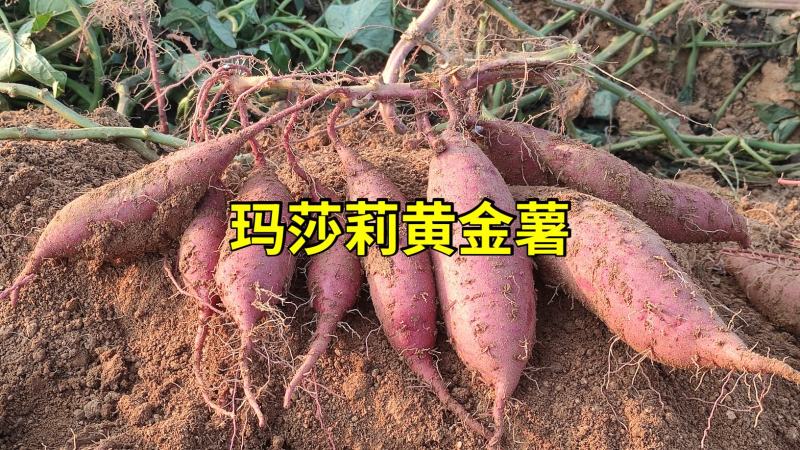 玛莎莉红薯、日系品种玛莎莉黄金薯软糯香甜