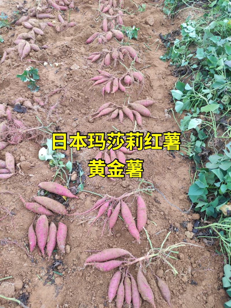 日本玛莎莉红薯黄金薯高甜度蜜薯预售2021年红薯苗