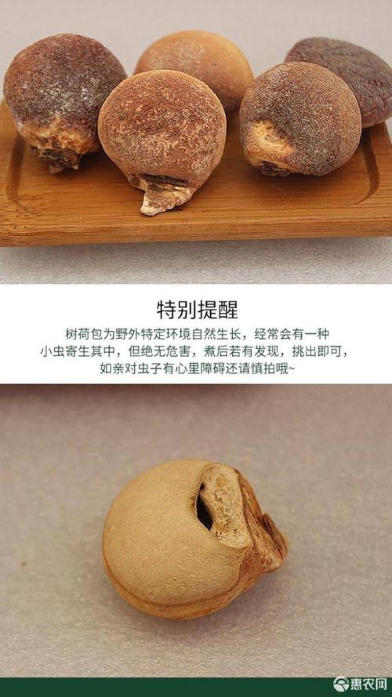 包邮须元灵芝须元果隐孔菌树荷包新货上市50克起发